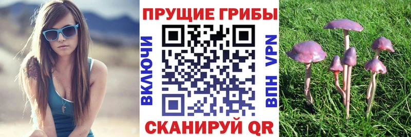 OMG ТОР  Ипатово  Галлюциногенные грибы Psilocybe 